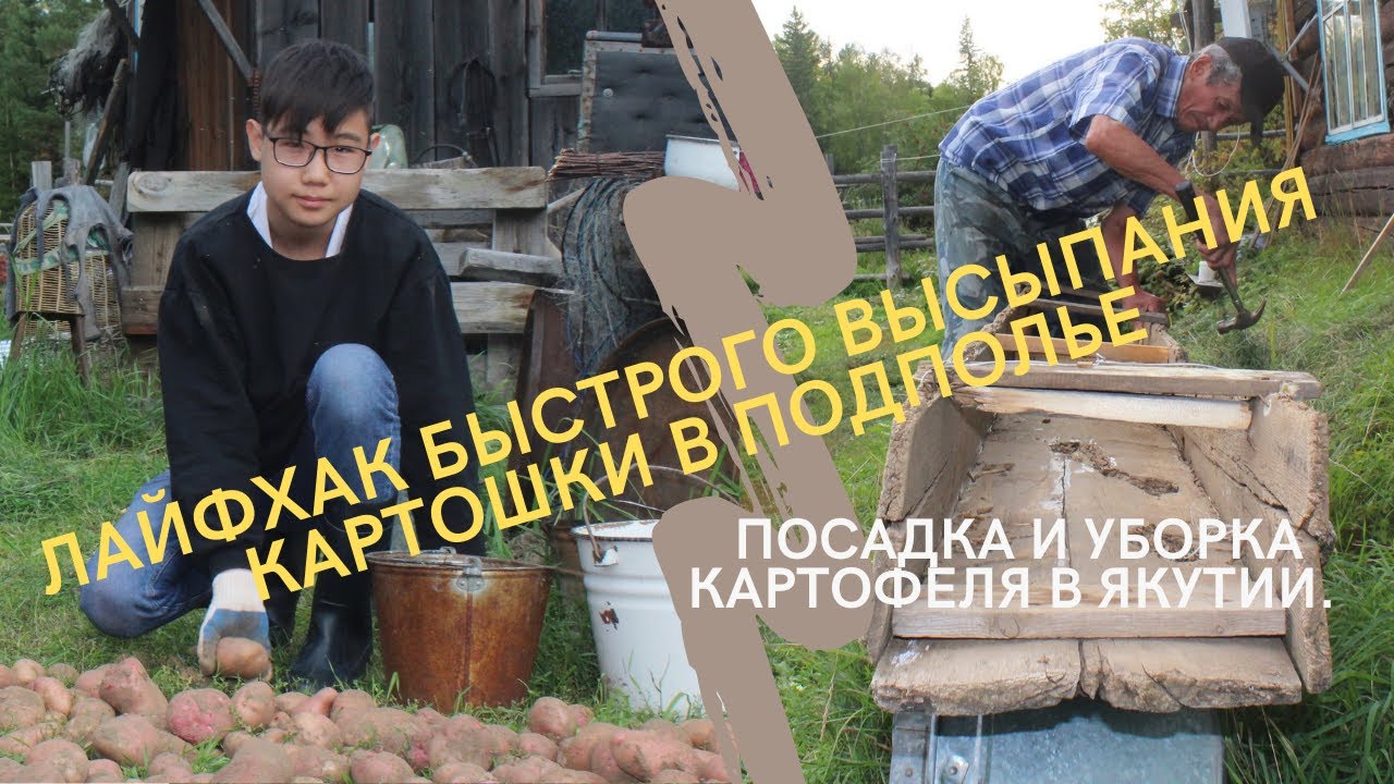 Посадка и уборка картофеля в Якутии