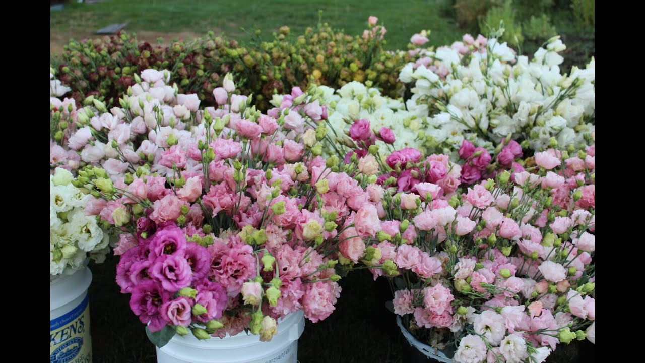 Flower Fascination: How to grow Lisianthus and why it's the hidden gem of flowers