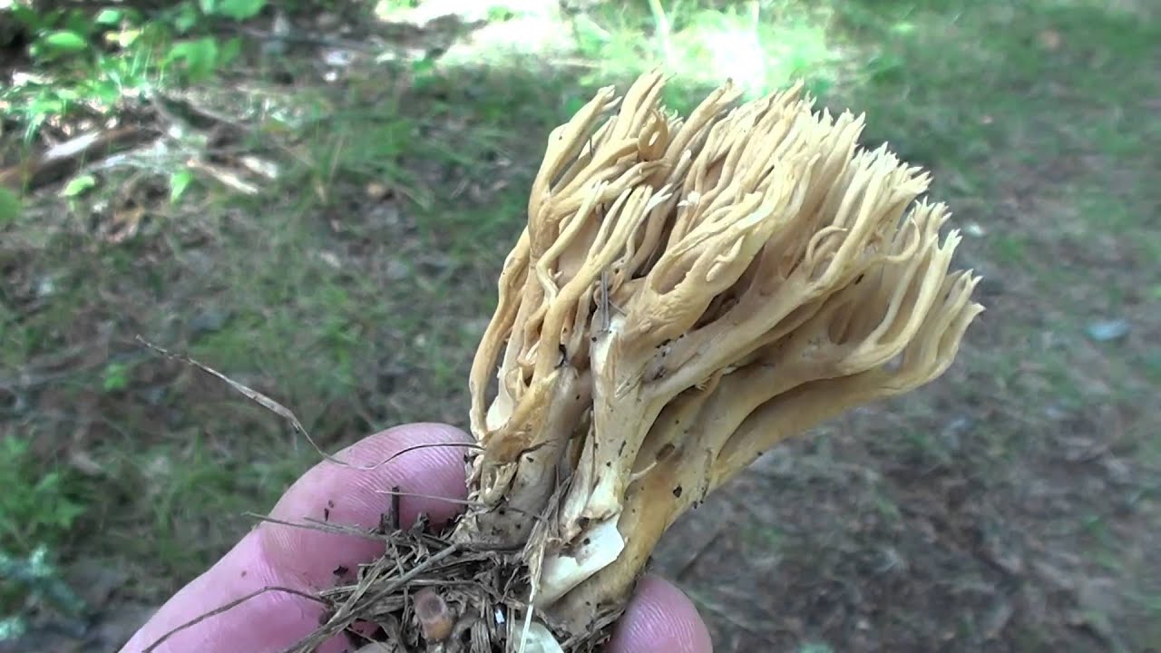 Coral Fungi (Ramaria formosa?) Close-up