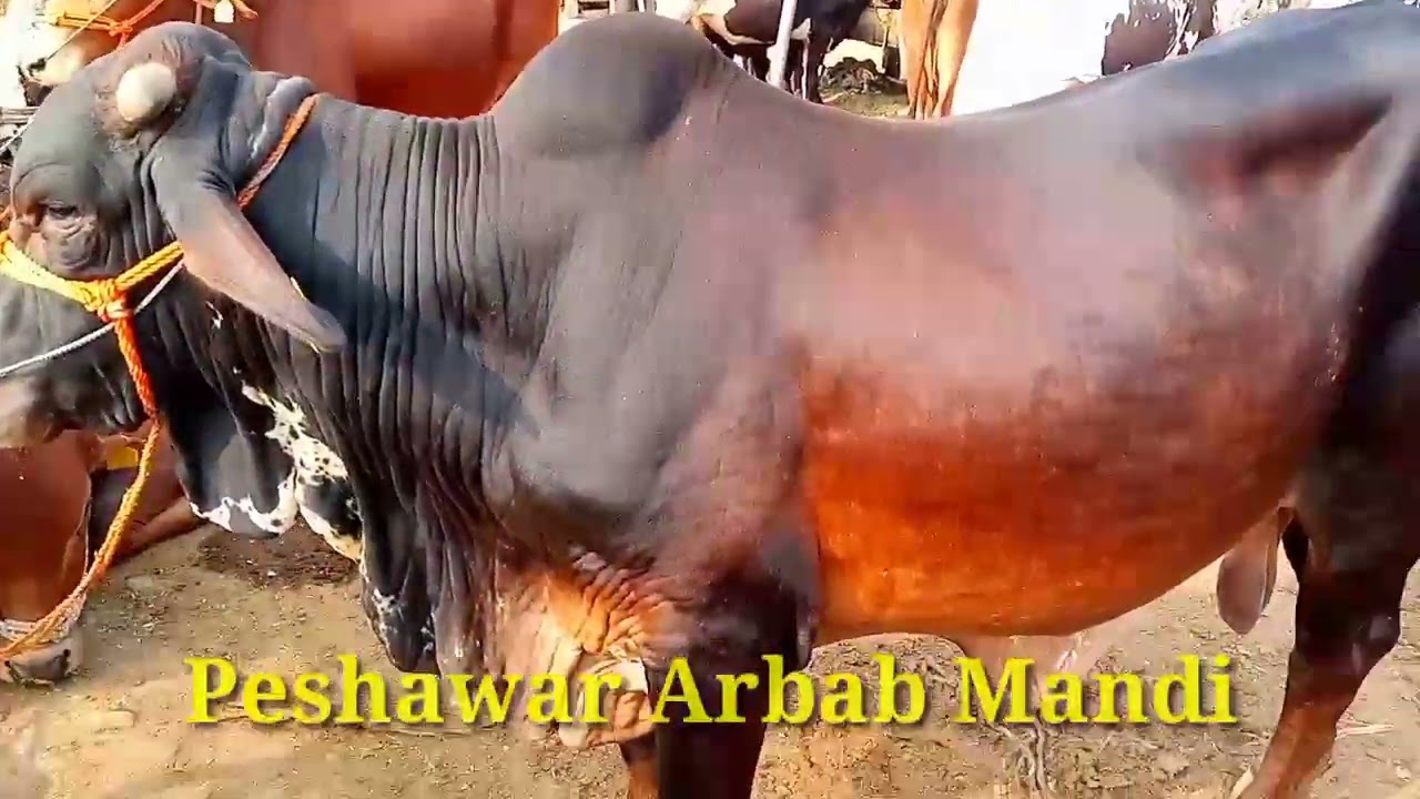 Peshawar Arbab Mandi