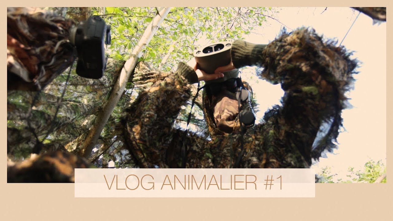 VLOG ANIMALIER # 1 - SUR LES TRACES DU BLAIREAU PREPARATION !