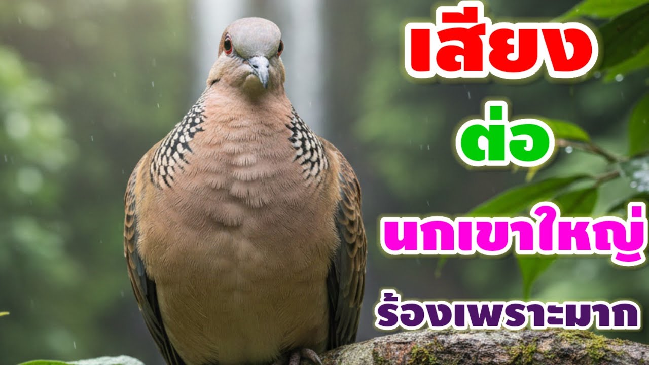 เสียงนกเขาใหญ่ร้องเพลงเพราะๆ ร้องเพลงอย่างเมามัน ร้องเพลงเสียงดังดีมากจริงๆ เสียงนี้ดีที่สุดในวันนี้