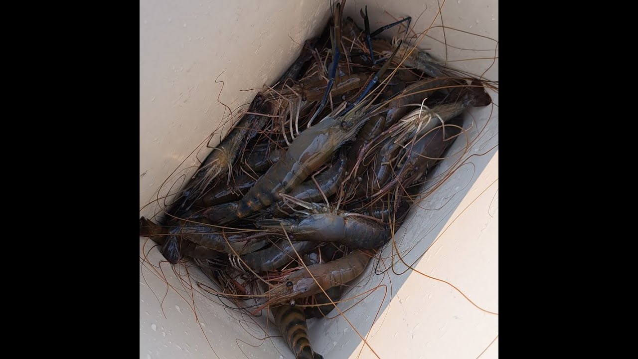 Prawns Fishing Thailand 2023- BKKGUY