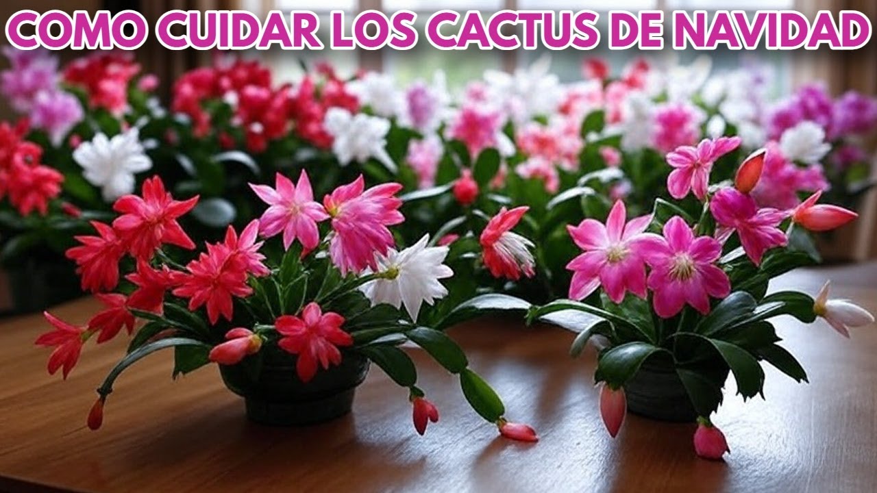 como cuidar los bellos cactus d enavidad guia donsuculento