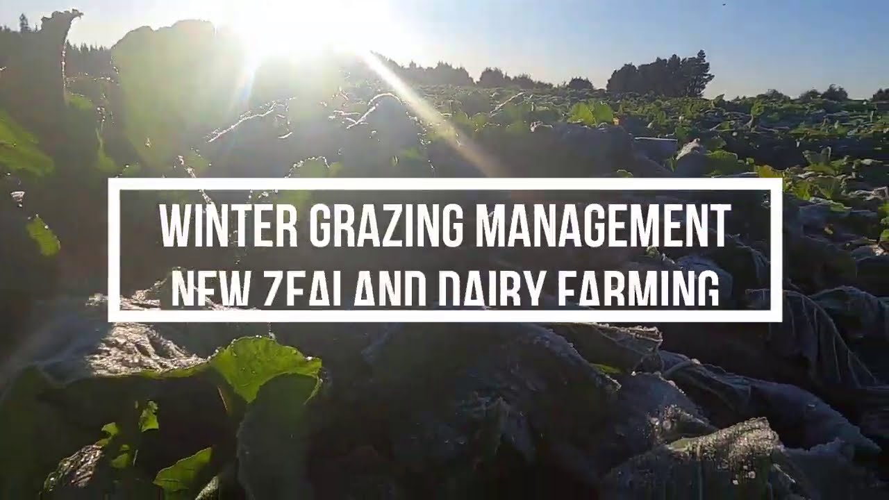 Winter Grazing Management on Kale / Life's Life