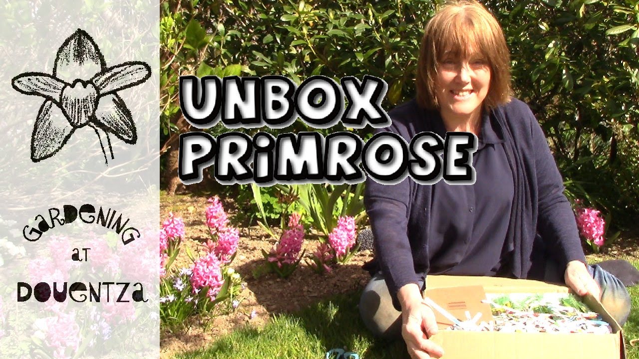 HUGE Primrose Unboxing | Jack-in-the-green, Hose-in-hose, Doubles, Polyanthus, Julianas, Sieboldii