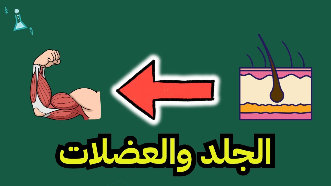 الجلد والعضلات | علوم الصف الثاني متوسط