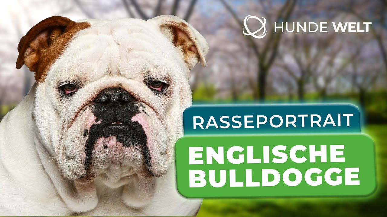 Englische Bulldogge - Rasseportrait | Aussehen, Wesen & Erziehung