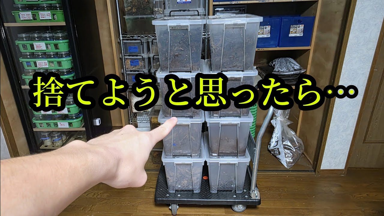 何度も確認した高級クワガタの産卵セットを1年放置して念のため確認した結果がゾッとした