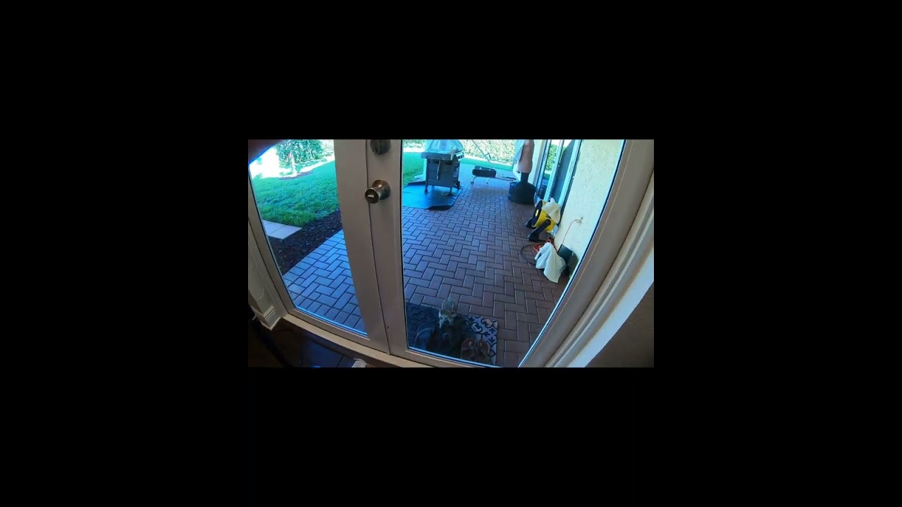 My Favorite Squirrels are Here.