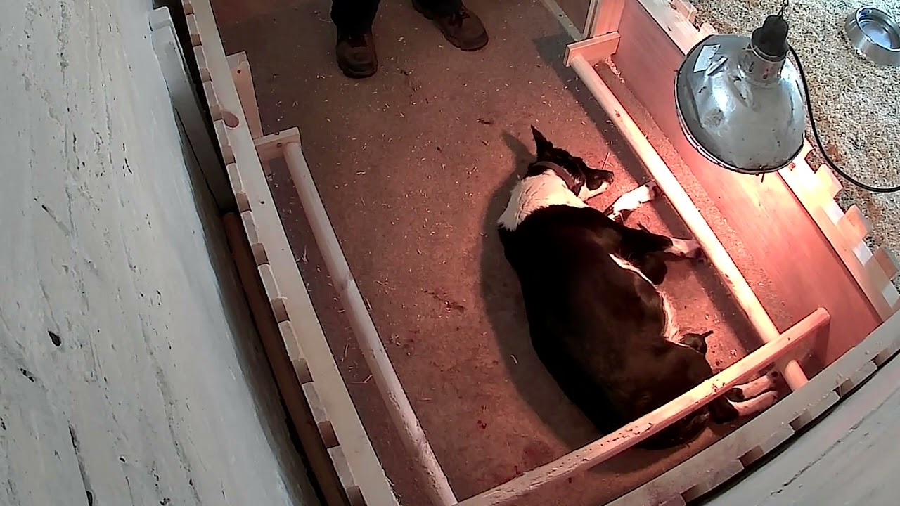 PipCam CCTV check-in - Cannon Hall Farm