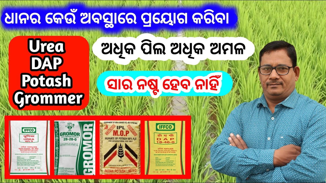 Best fertilizer for paddy ଅଧିକ ପିଲ ଅଧିକ ଅମଳ ଧାନ ପାଇଁ ସାର