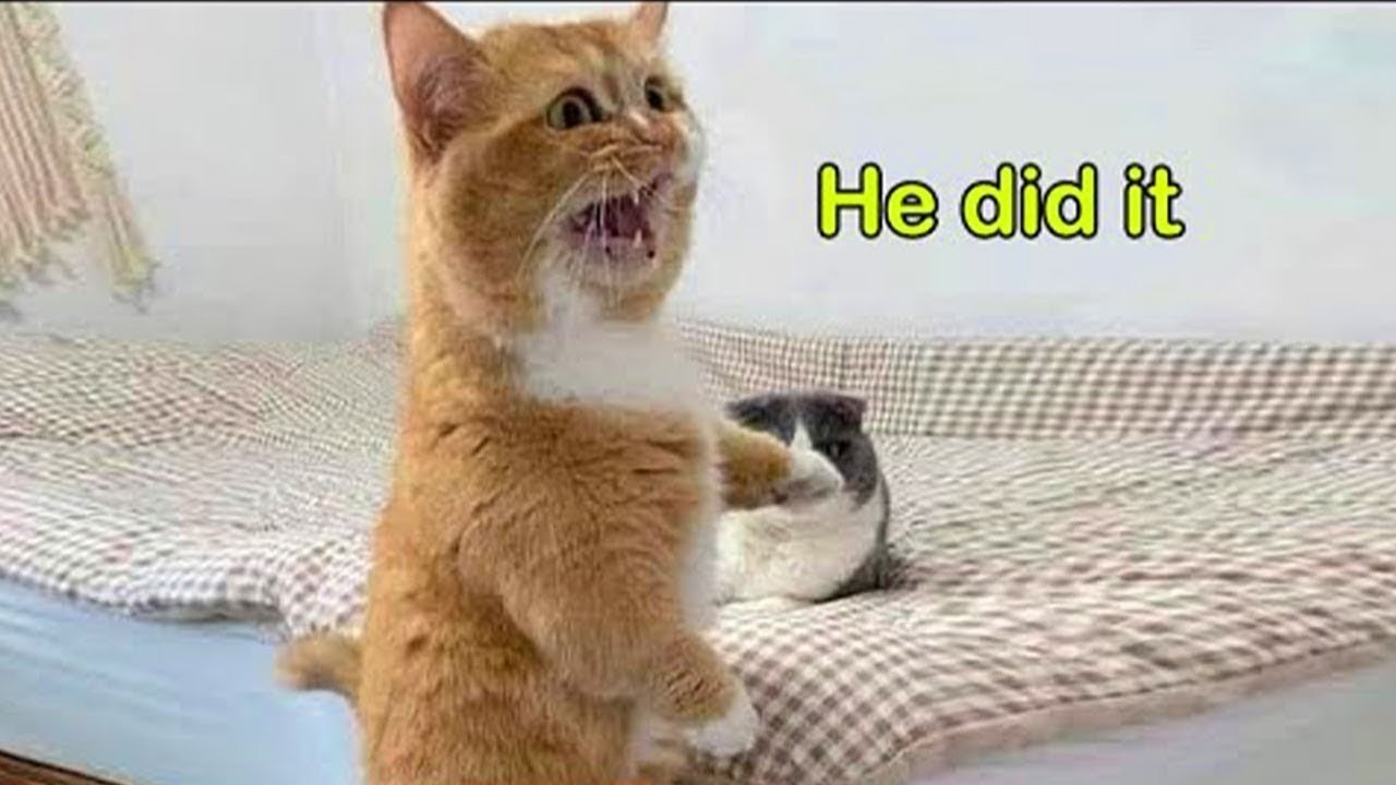 You Won’t Believe This Cat Speaking English! 😳🐱