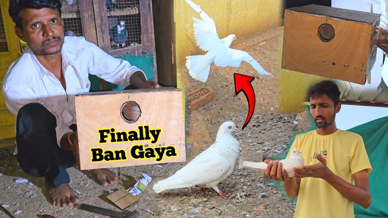 Tara Kabootar Pakda 😍 Or Finally Cockatiel Ka Breeding Box Ban Gaya 🏠