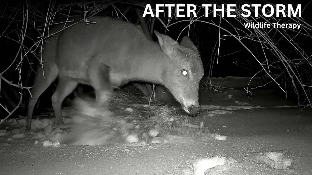 Deer After the Snowstorm ❄️ Peaceful Trail Cam Footage in Deep Snow | Raccoon Highway