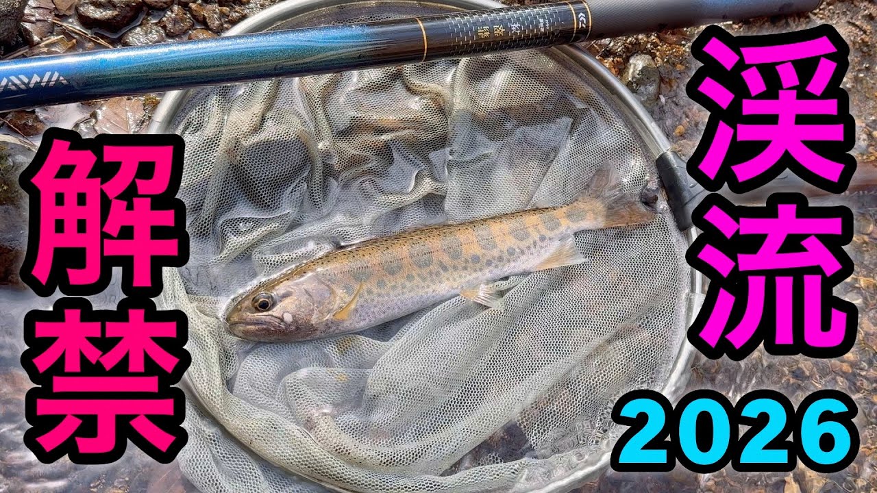 2026 渓流解禁 ヤマメを釣りに行きました！