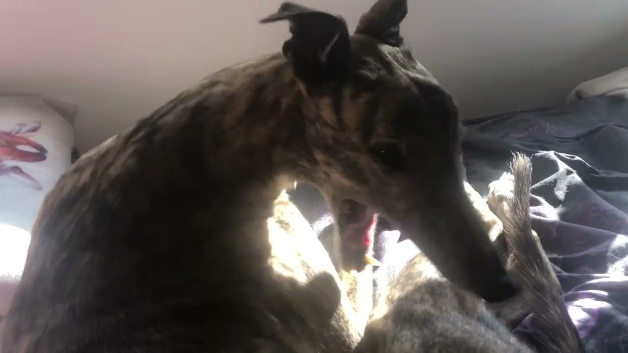 Shall we go to the beach? #beach #greyhound #doggielife