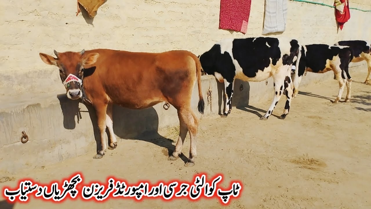 ٹاپ کوالٹی جرسی امپورٹڈ فریزن بچھڑیاں دستیاب لوکیشن گوندل منڈی کارگو سہولت آل پاکستان!#cow#farming