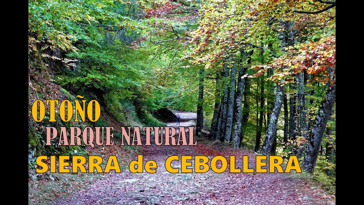 Hayedo del Parque Natural de Sierra Cebollera, en otoño - y Villoslada de Cameros