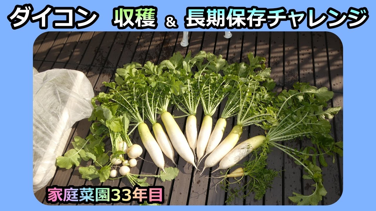 ダイコンの収穫と長期保存の実験  家庭菜園33年目