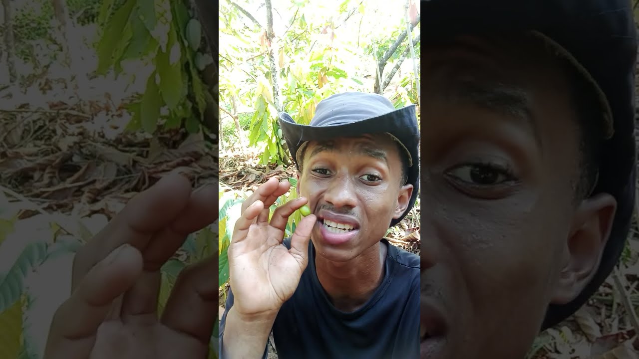 veja a fruta do CAF&Eacute;