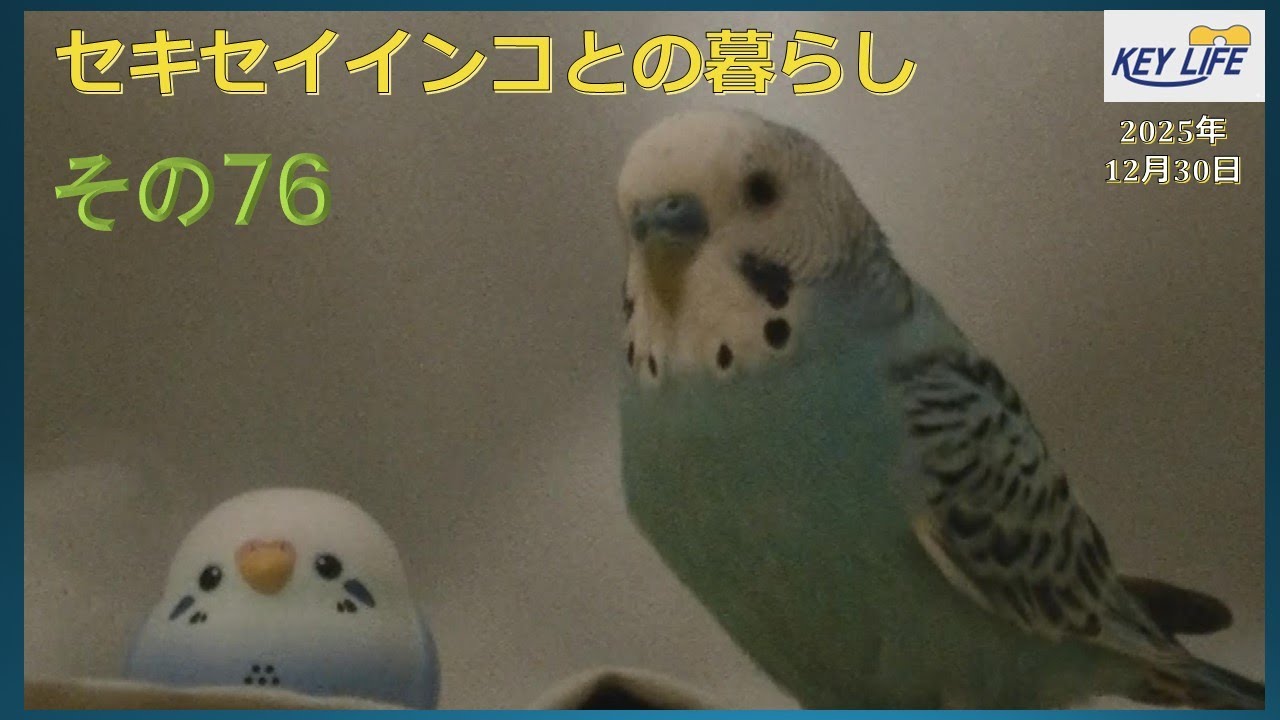 セキセイインコとの暮らし（７６）ピピの年末　Budgie videos
