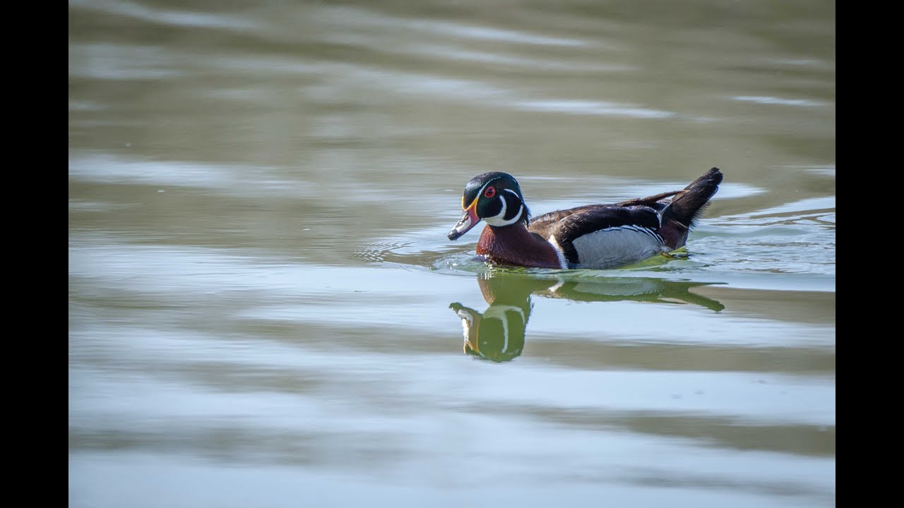 Early Spring Photography (waterfowl) From A Blind