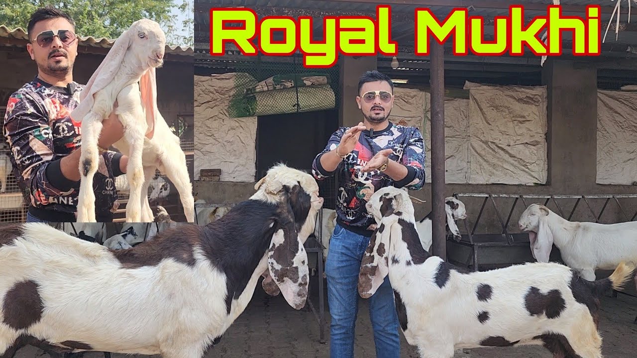 The Most Royal Goats Collection Of India | Ahmedabad King Royal Mukhi Goat Farm | Vibrant Gujarat.