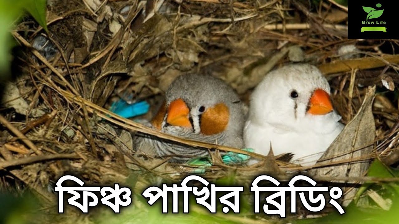 ফিঞ্চ পাখির ব্রিডিং করার নিয়ম , Finch bird breeding