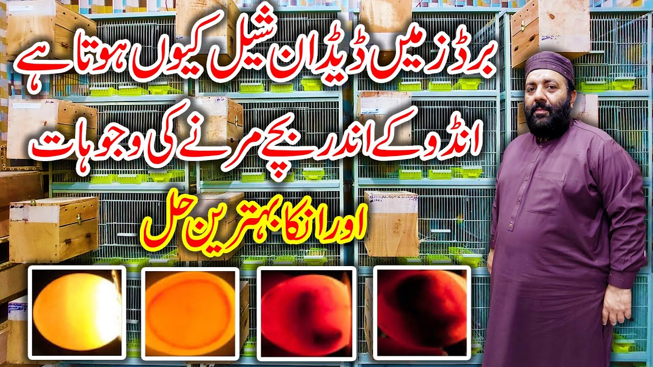 Reasons of Dead In Shell and Solutions | Bacho ka ando mein mar jana | Love Bird Dead in Shell