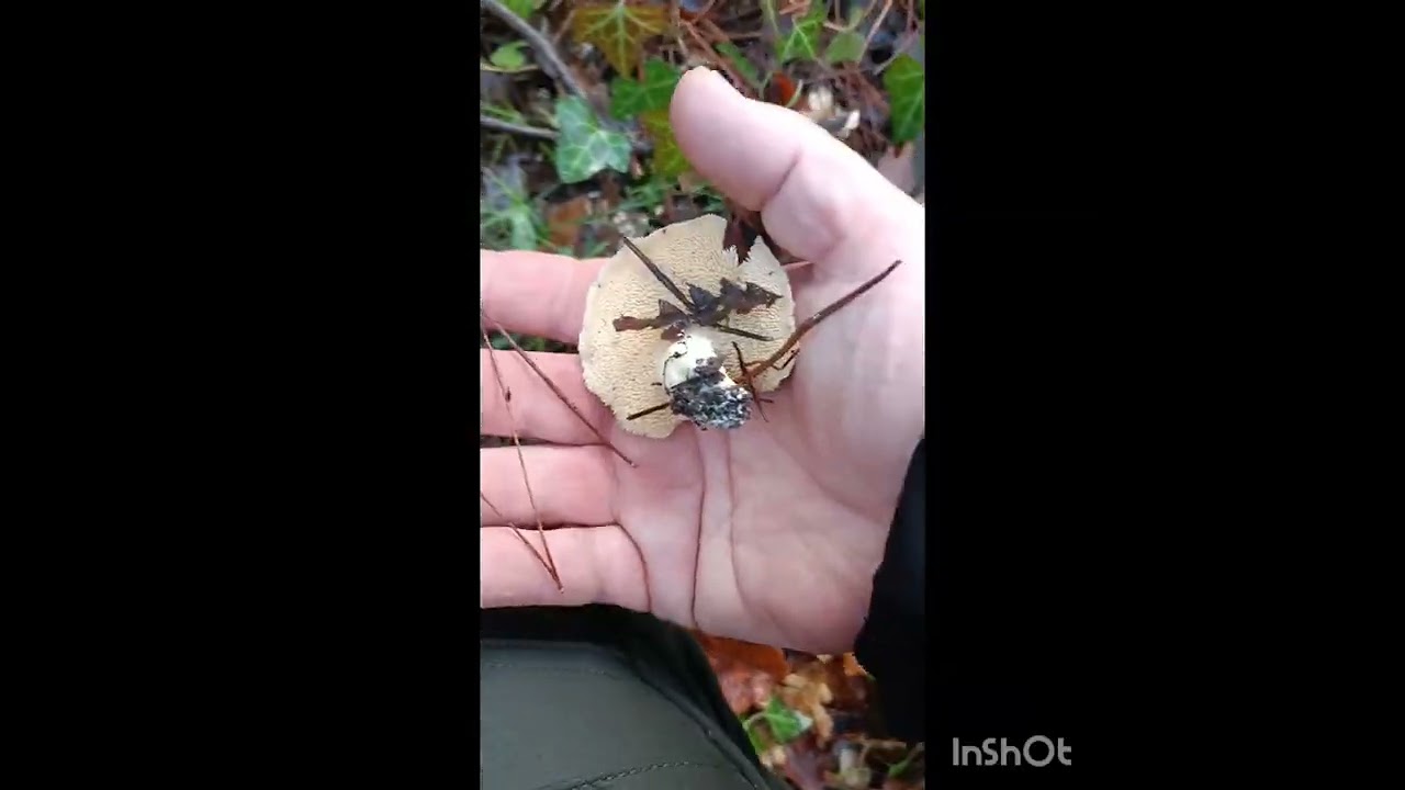 Se rispetti il bosco ti ripaga sempre 