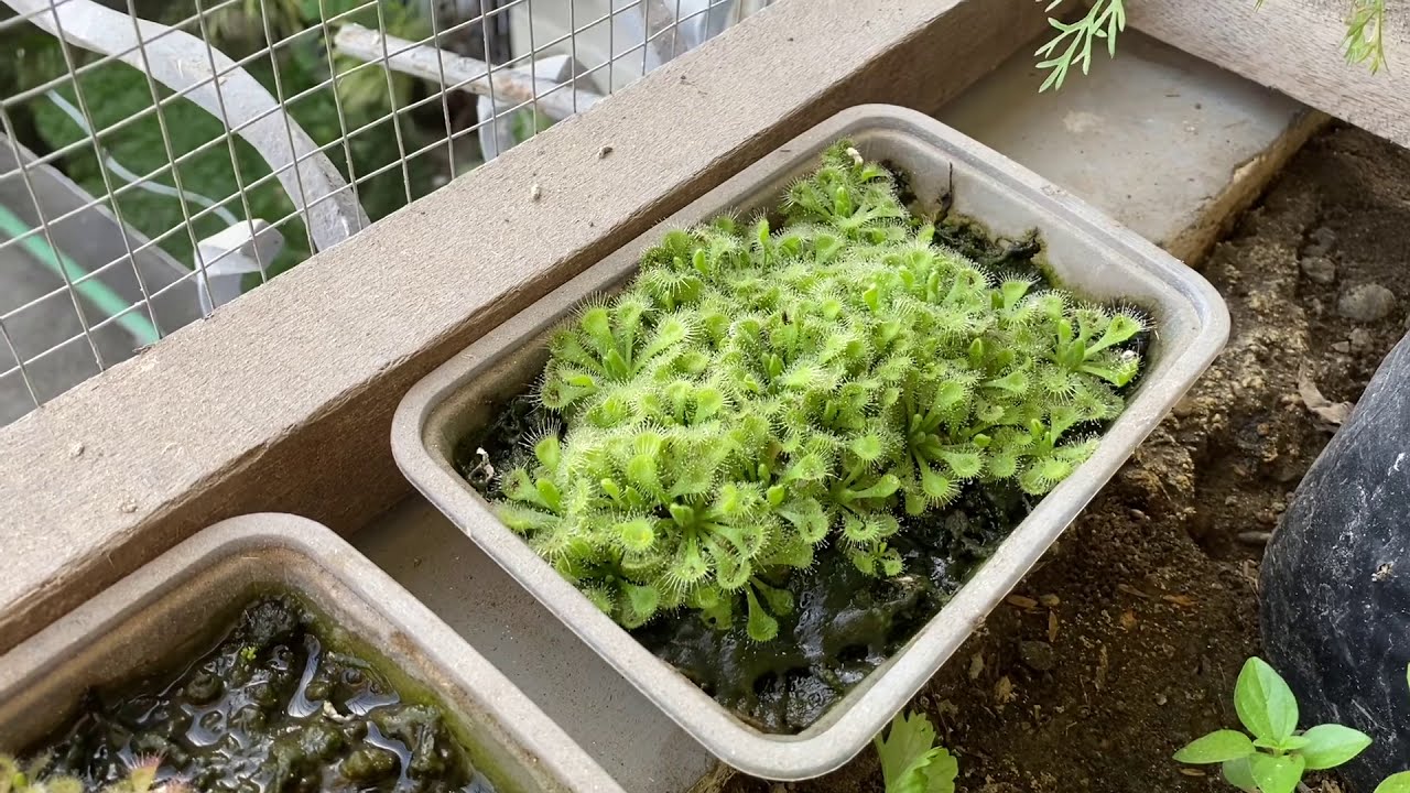 Complete Guide to Drosera Brumannii Germination