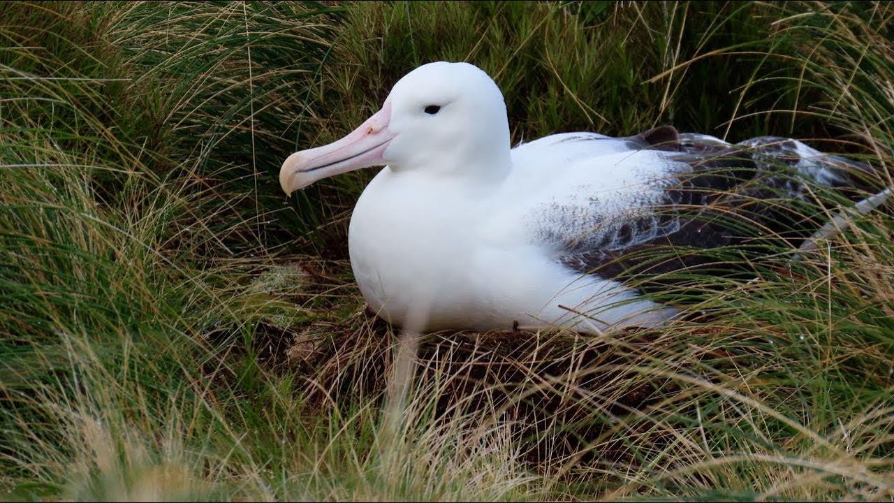 New Zealand Wildlife,  Part 1 (Dunedin & Campbell Island)