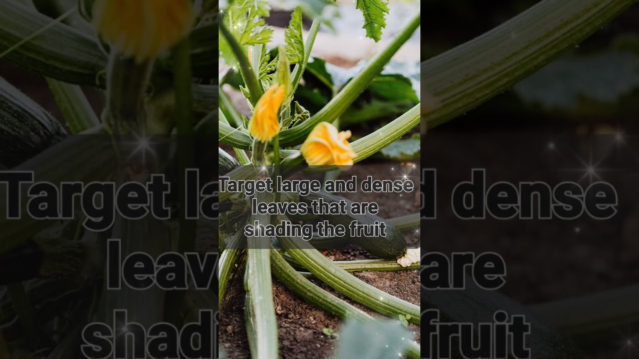 Secrets to a HUGE zucchini harvest - Learn how to prune your plants like a pro! #shorts