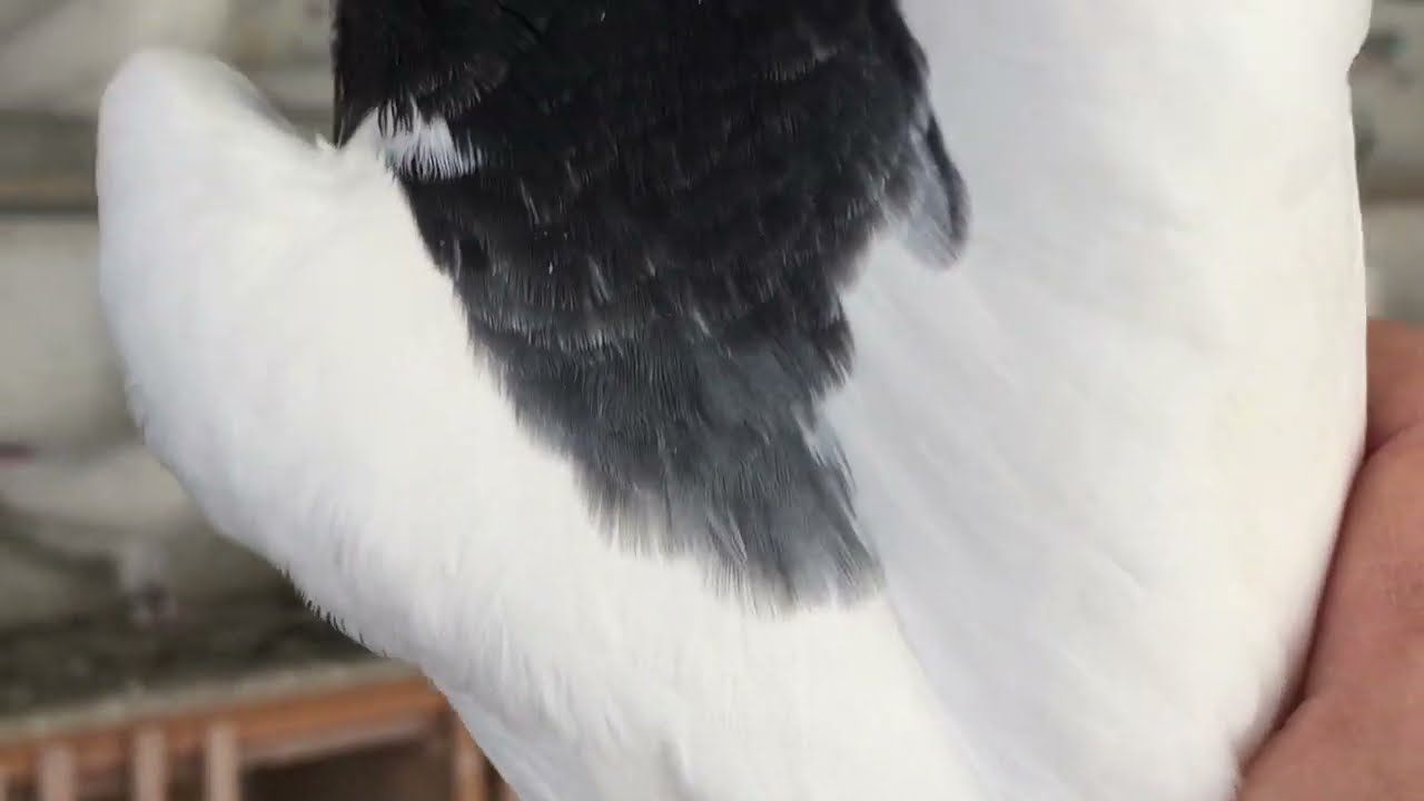 #Pigeons.Как дать голубям гнездо.