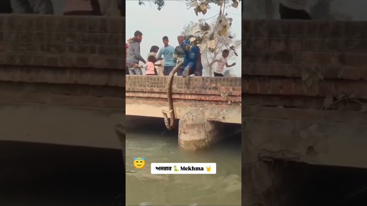 SGPC Live Amritsar Live Gurbani from Sri Harmandir Sahib via SGPC&rsquo;s official streaming.,