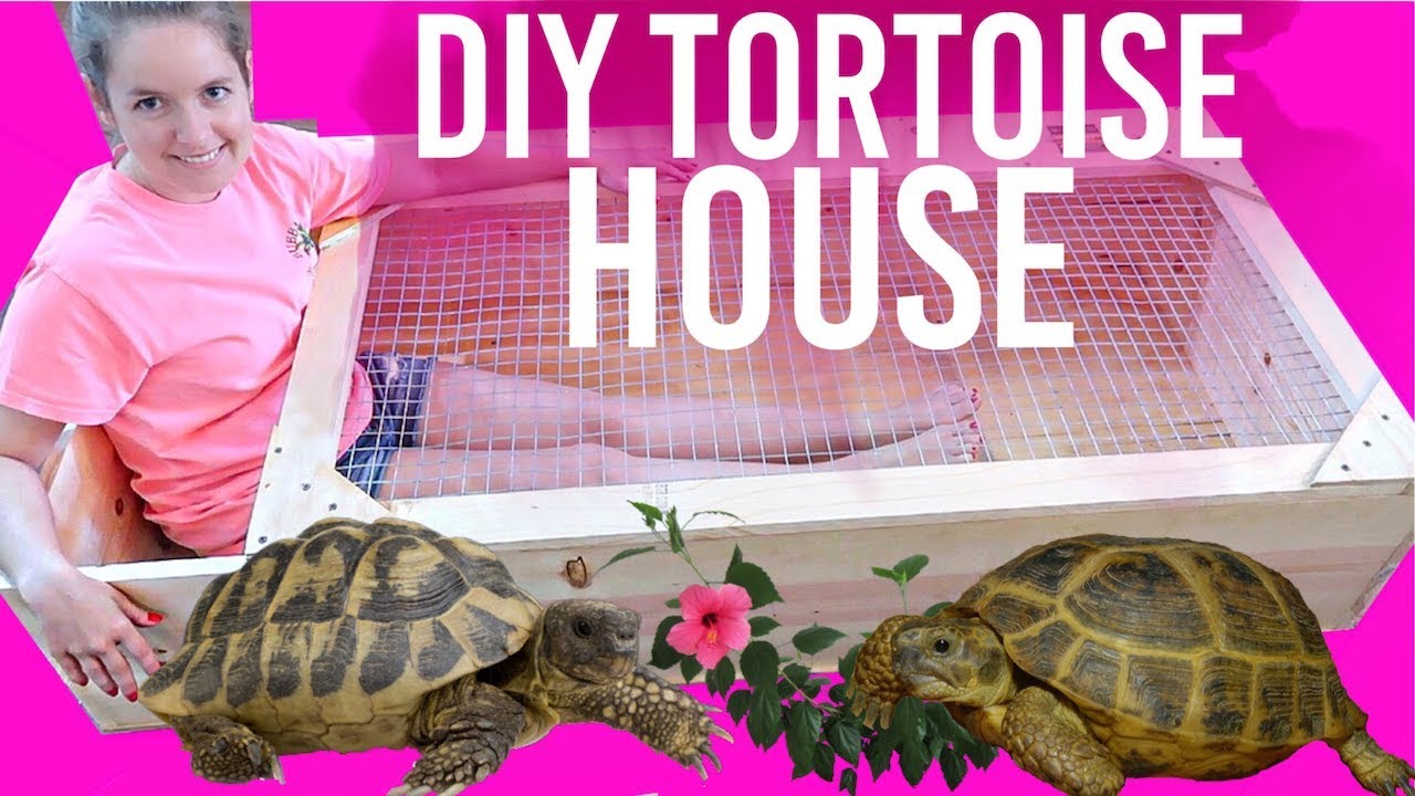 DIY Tortoise House |  How To Build Huge Tortoise House Enclosure