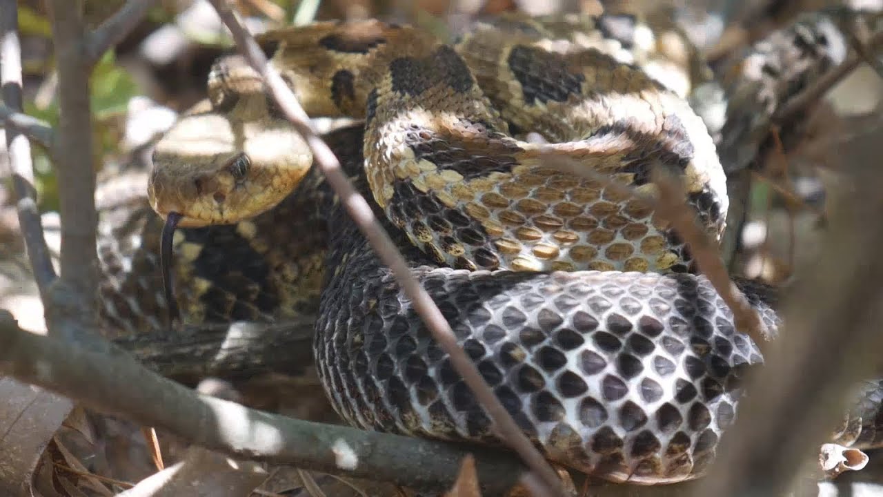 Visit To A Timber Rattlesnake Den In Massachusetts