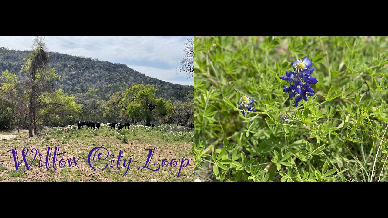 Willow City Loop | A Place to See Bluebonnets, Rolling Hills, Cows, Bison, and Zebras!