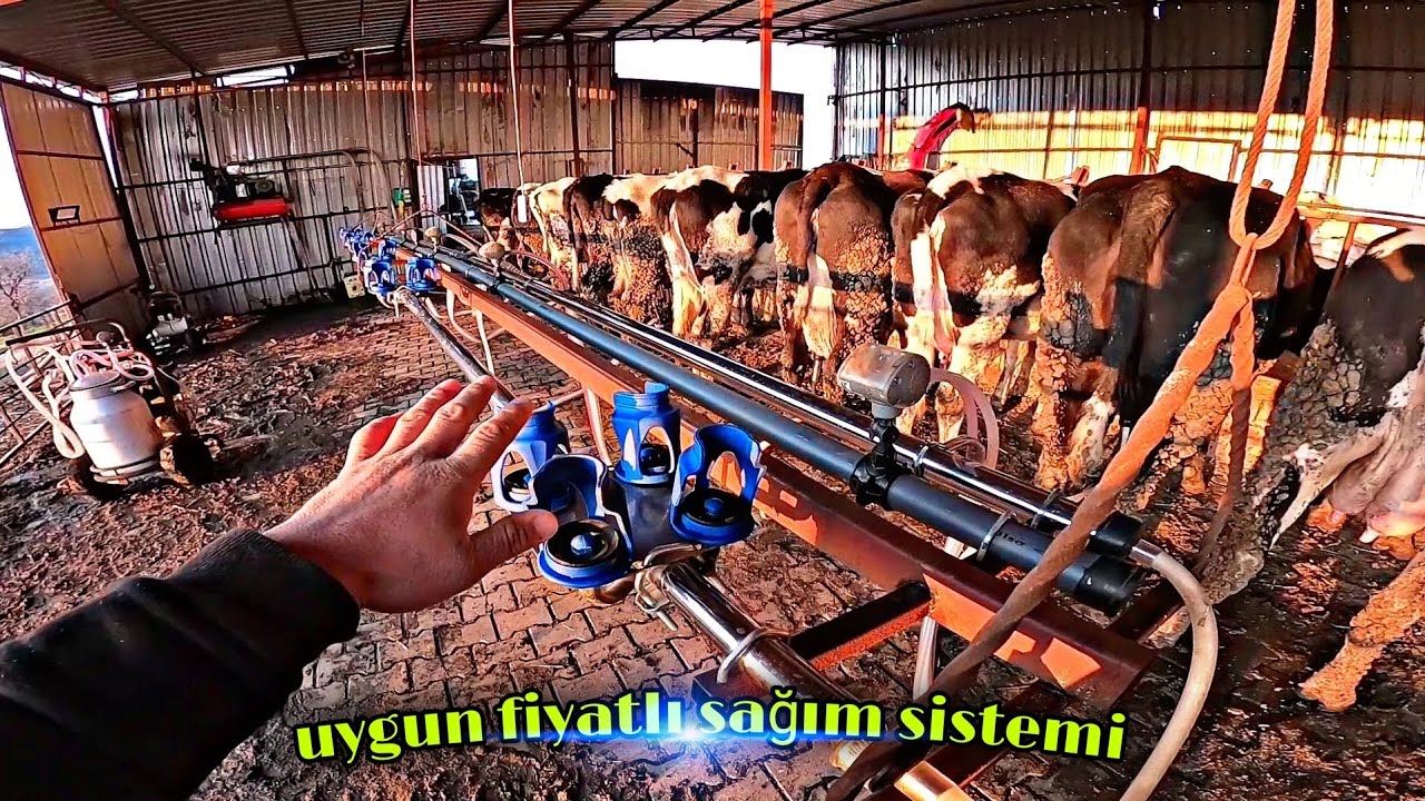 KÜÇÜK ÇİFTLİKLER İÇİN KİLİT ARKASI SAĞIM SİSTEMİ / ASANSÖRLÜ SİSTEM