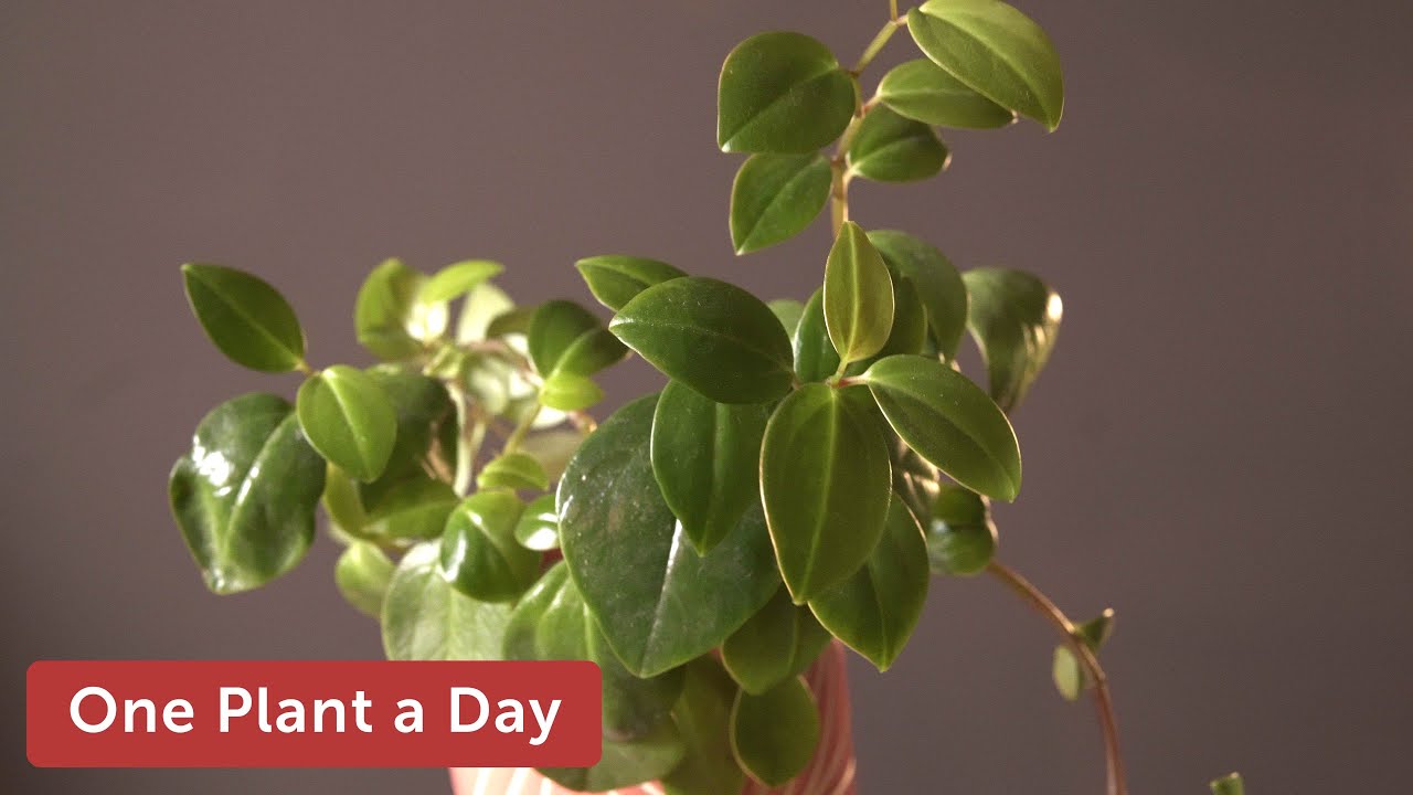 Peperomia orba Houseplant Care &mdash;&nbsp;267 of 365