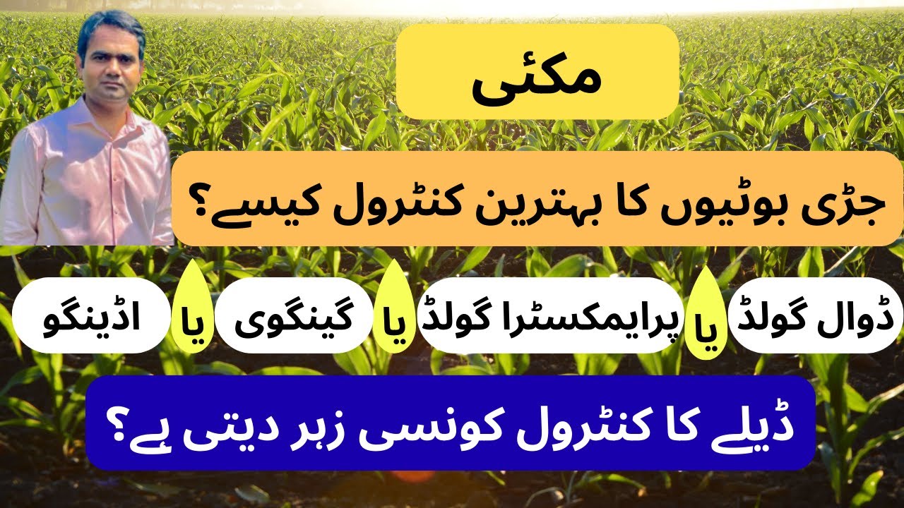 Weed Control in Maize(مکئی کی فصل میں جڑی بوٹیوں کو کنٹرول کرنے کے لیے کونسی زہریں بہترہیں۔ )
