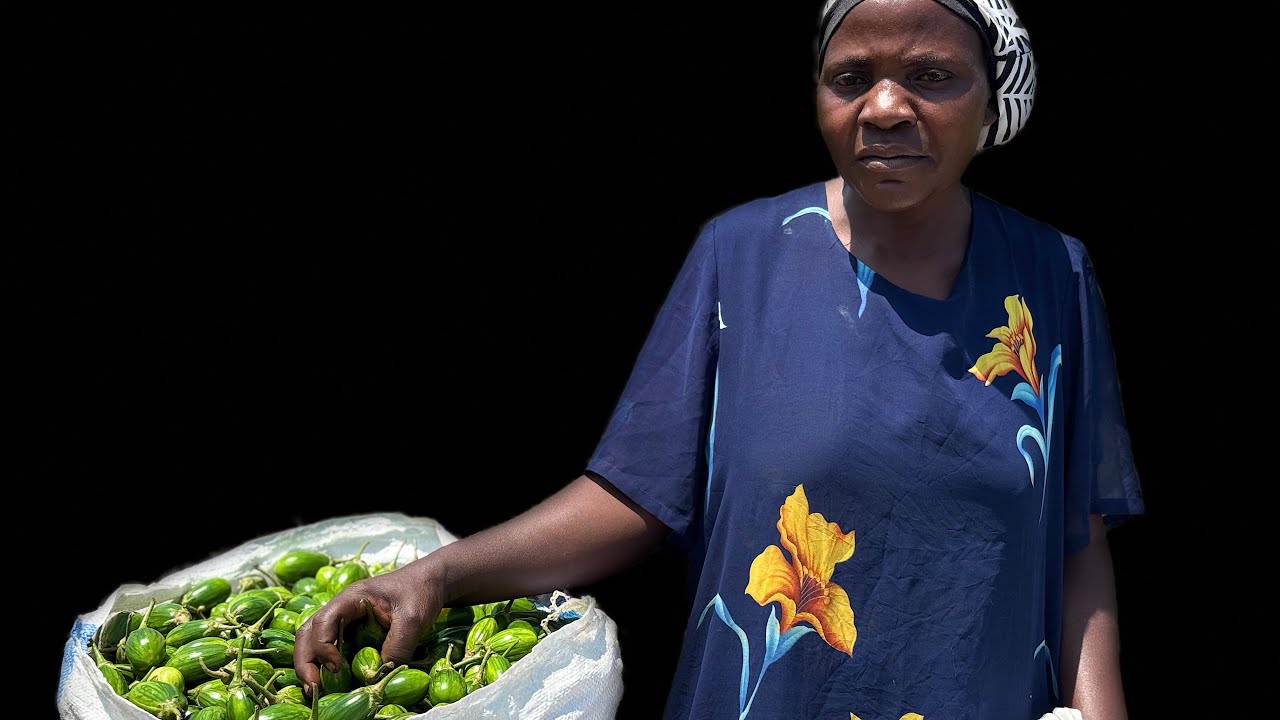 Eggplant farming in Uganda -Okulima entula kufuna kiralu e Bujjuko-wuuno omukyala emmekete akubulira