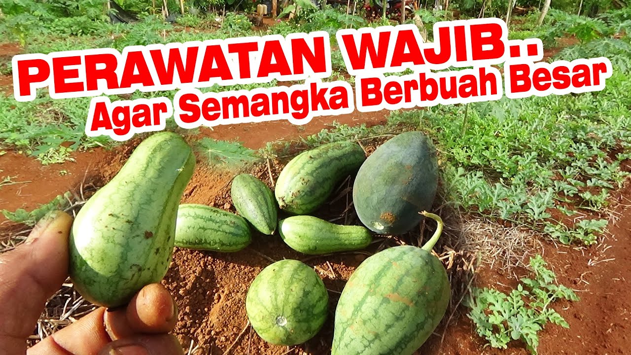 Jangan Sampai Terlambat ❗ Perawatan Wajib Pada Semangka Agar buah Cepat Besar PART 4