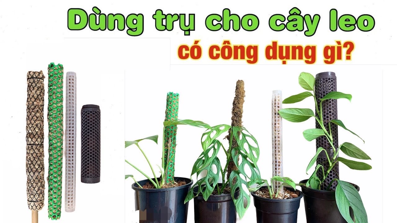 Trụ leo cho các dòng kiểng lá monstera & philodendron: cách dùng và công dụng cơ bản
