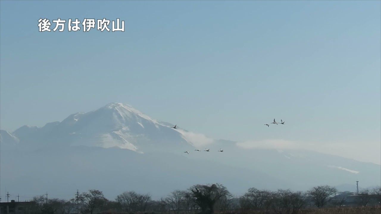 冬の湖北に響き渡るコハクチョウの鳴き声