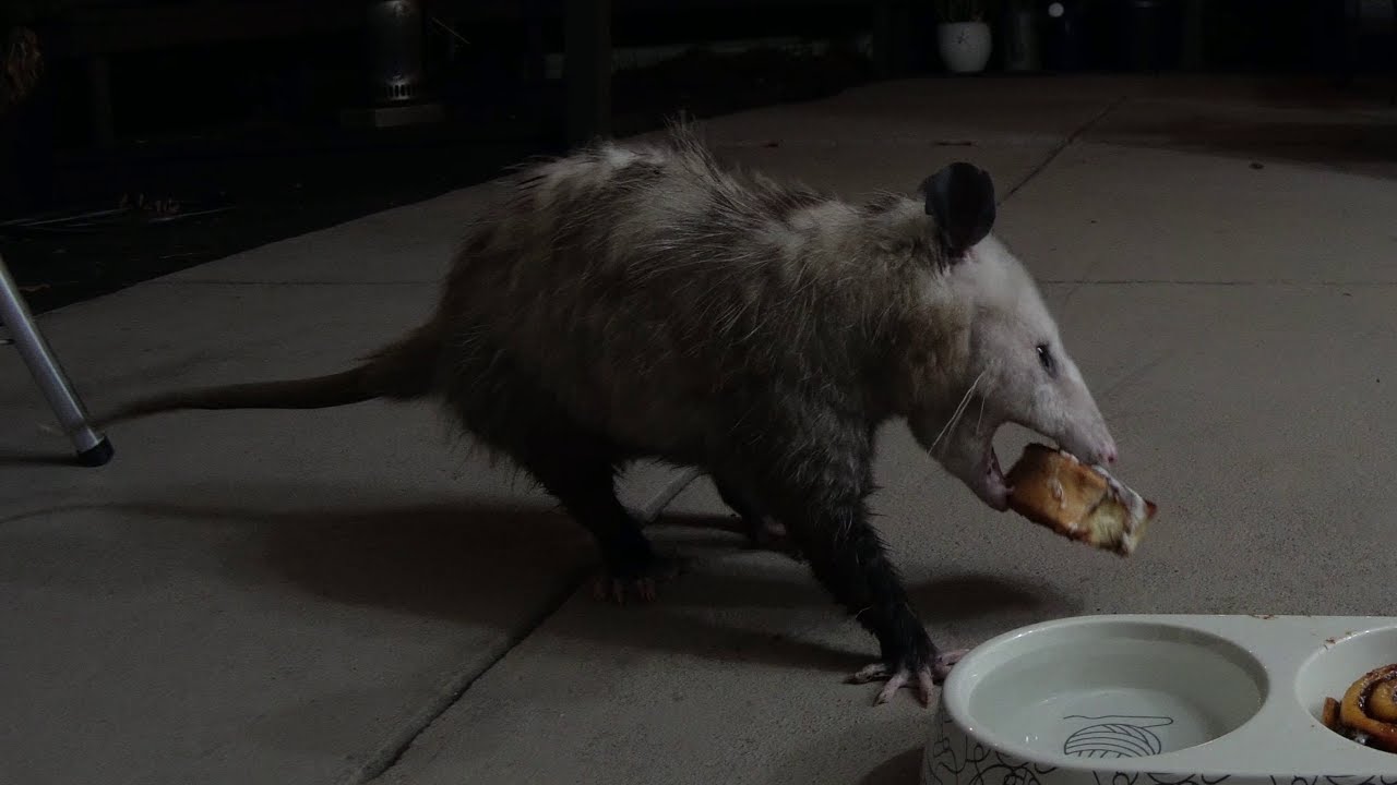 Possum Steals Cinnamon Bun