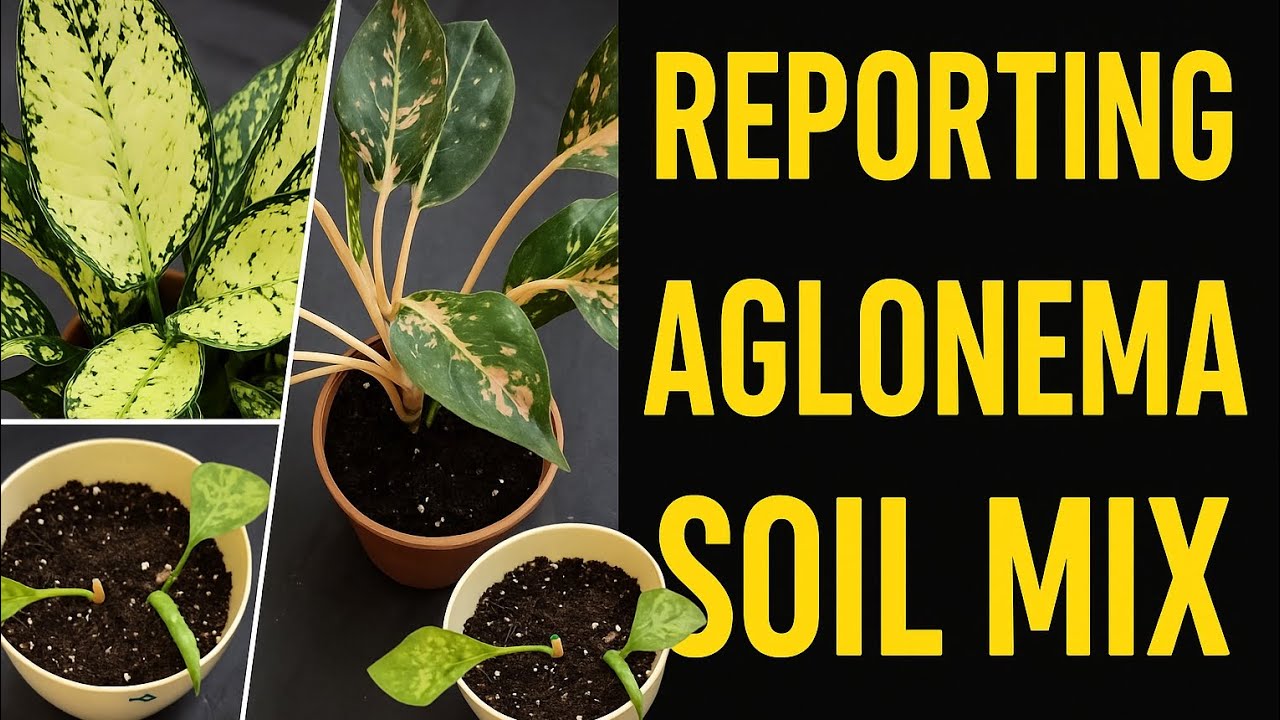 AGLAONEMA SOIL MIX | कैसे बनाएं परफेक्ट मिट्टी | Reporting Time With Badri Rawat