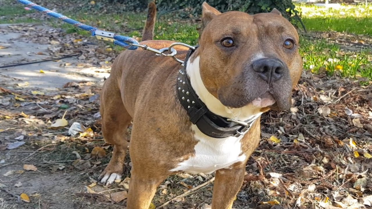 Top 50 curiozități despre CAINELE AMSTAFF