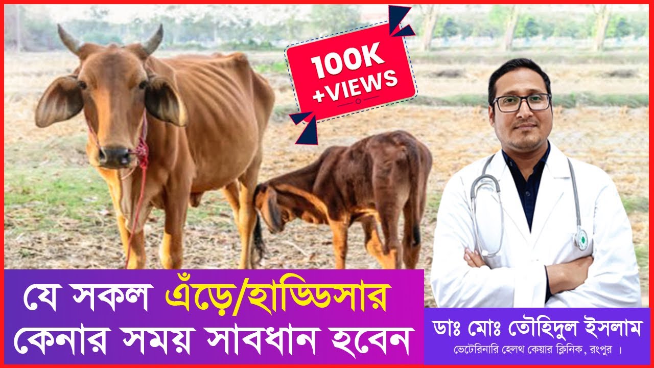 কোন গরু মোটাতাজা করে লাভবান হবেন। কোন ধরনের এঁড়ে/হাড্ডিসার গরু কেনার সময় সাবধান হবেন। Dr.Touhidul